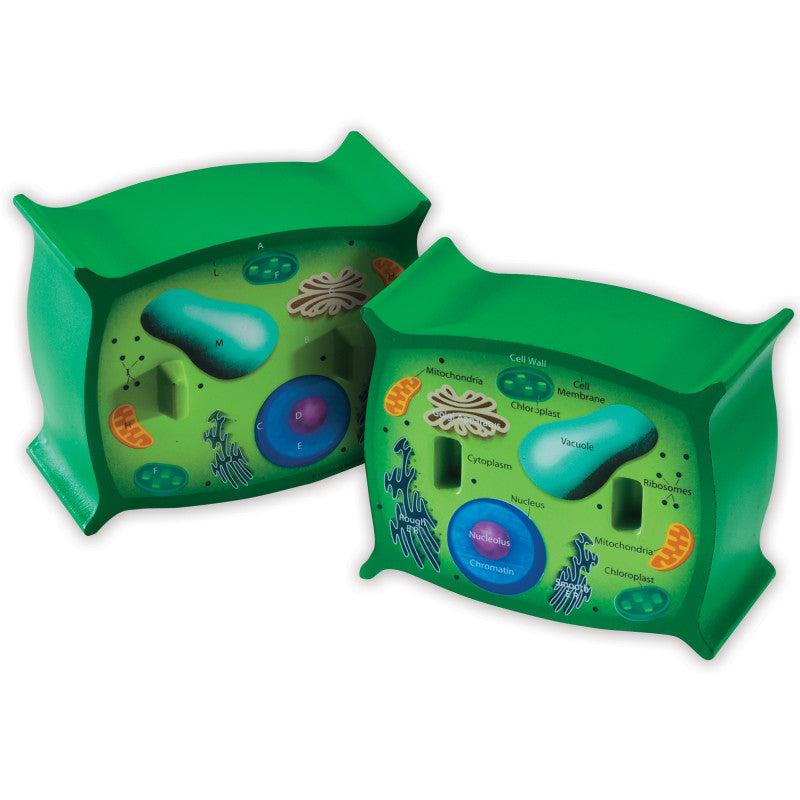 Learning Resources Plant Cell Crosssection Model (LER 1901)