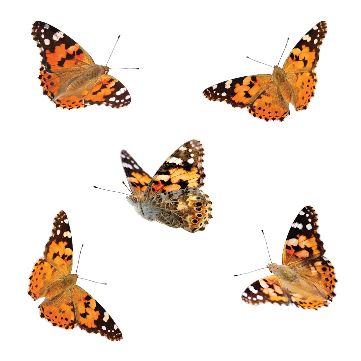 Insect Lore Butterfly Pavilion (ILP 1885)
