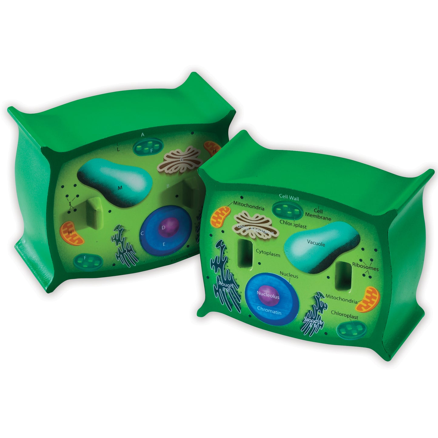 Learning Resources Plant Cell Crosssection Model (LER 1901)