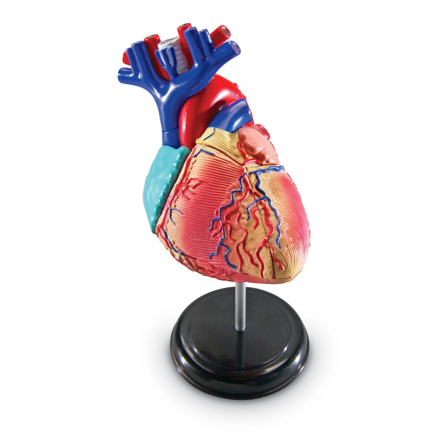 Learning Resources Model Heart Anatomy (LER 3334)