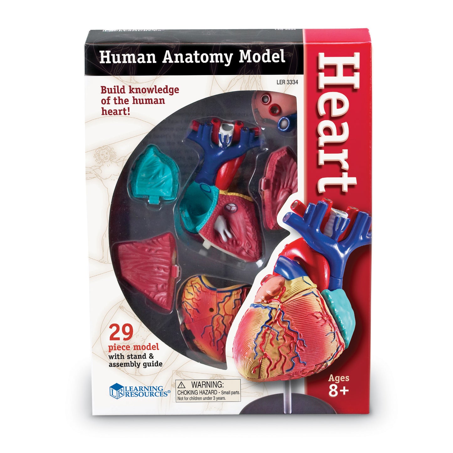 Learning Resources Model Heart Anatomy (LER 3334)