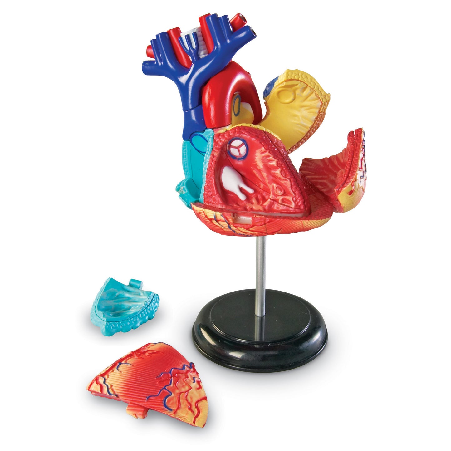 Learning Resources Model Heart Anatomy (LER 3334)