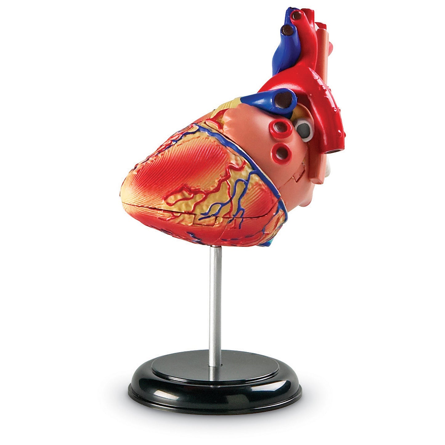 Learning Resources Model Heart Anatomy (LER 3334)